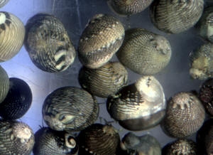  Nerita funiculata (Nerita Snails)